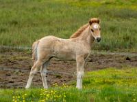 Goldfarbenes Fohlen mit weißer Stirnblesse